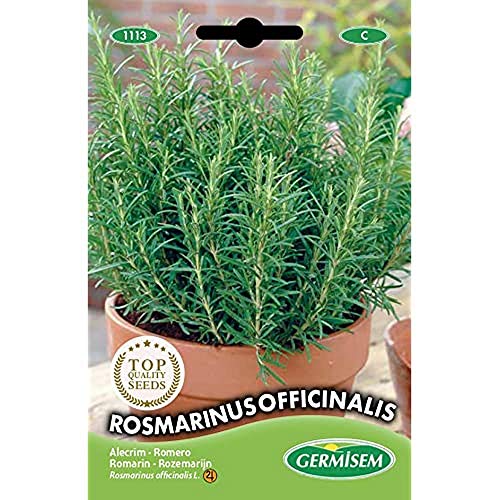 Germisem graines Romarin ROSMARINUS OFFICINALIS