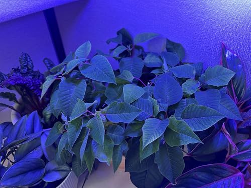 Miracle LED Blue Spectrum Ultra Grow Light Bulb for Pet Greens by Miracle LED - Image 3