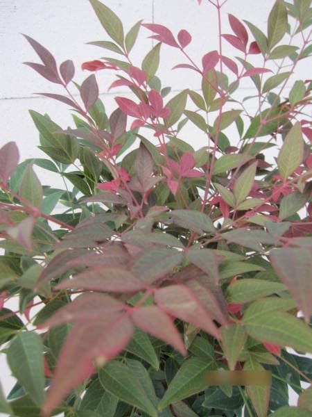Nandina domestica Obsessed - Heiliger Bambus Himmelsbambus - 30-40cm :  Amazon.de: Garten