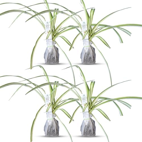 Healthy Spider Plant - Easy Care, Air-Purifying Houseplant (4 Spider sacs)