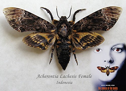 Butterflies Artist Death's Head Acherontia Lachesis Female Real Moth Museum Quality In Display
