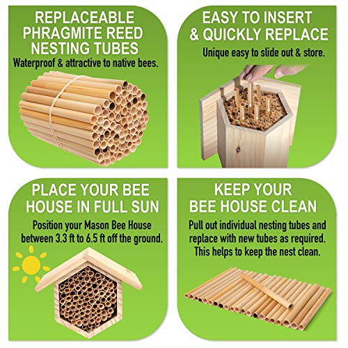 Rivajam 125 Phragmite Reed Mason Bee Tubes | Refill Your Mason Bee House, Bee Hotel Nest Box, Solitary Bee Hive & Pollinator Bee Box | Mason Bee Houses For The Garden Starter Kit & Mason Bees Supplies #TOP4