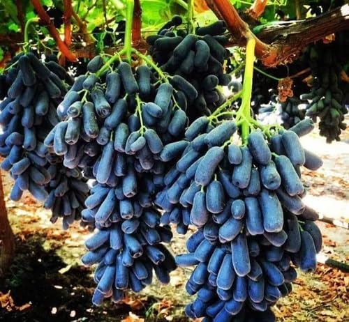 100pcs Black Grape Fruit Seeds.