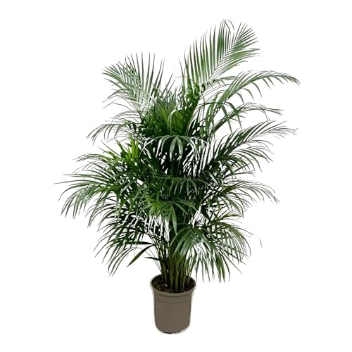 La Green Touch - Dypsis Lutescens (Areca palma) 160 cm - ø24 - pianta da interno - vaso 24 cm, altezza 160 cm