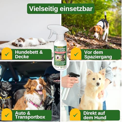 GREEN GUARDIA Flöhe Abwehrspray Power-Konzentrat 500 ml – Pflanzlicher Zecken- & Flohschutz für Hunde – Sprühfertig & sofort wirksam – Ideal für Fell, Liegeplätze & unterwegs – mit ätherischen Ölen