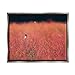 Stupell Industries Bird in Red Field Gray Framed Floater Canvas Wall Art Design by Nancy Crowell