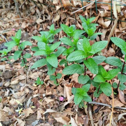 semillas de menta organicas - semillas de hortalizas Plantas de balcón resistentes al invierno -Serie de plantas raras- semillas de plantas planta de menta semillas organicas camas 50pcs