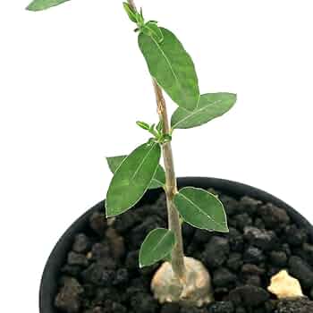 フォッケア エデュリス（火星人）　鉢ごと発送 井田大介 Daisuke Ida | ウチの巨大なフォッケア エデュリス