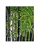 Portal Cool 15X Bambú Phyllostachys nigra Semillas Semillas de la planta Schwarzrohrbambus B93