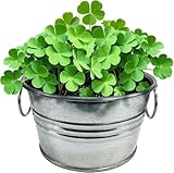 Unique Gardener Grow Your Own Shamrocks Plant Seeds 3-Pack, DIY Indoor Succulents and Live Plants for Home or Garden Planting, Pot O' Good Luck