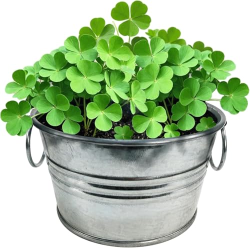 Unique Gardener Grow Your Own Shamrocks Plant...