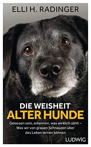 Die Weisheit alter Hunde: Gelassen sein, erkennen, was wirklich zählt – Was wir von grauen Schnauzen über das Leben lernen können