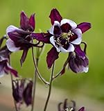 Akelei William Guiness - Aquilegia vulgaris