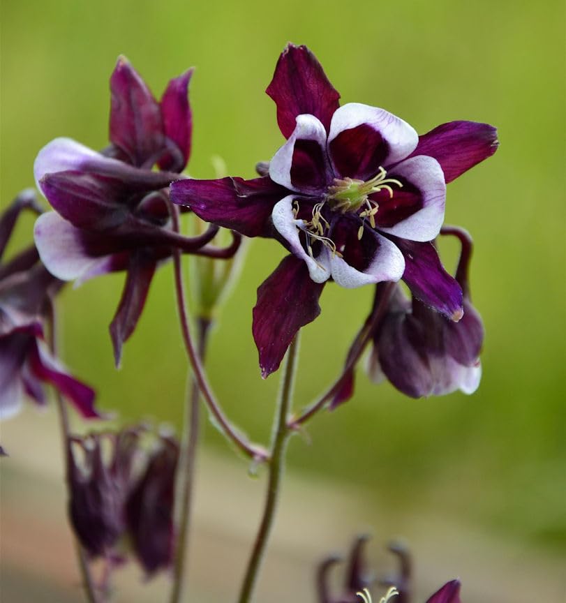 Akelei William Guiness - Aquilegia vulgaris - lebende Gartenpflanze aus den Baumschulen