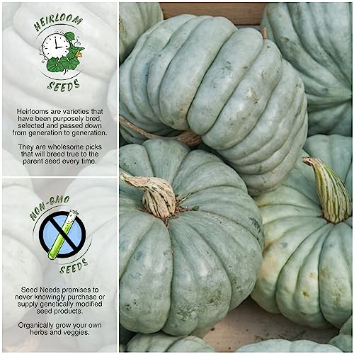 Seed Needs, Blue Jarrahdale Pumpkin Seeds For Planting (Cucurbita Maxima) Heirloom, Non-Gmo & Untreated - Tasty Decorative Pumpkin (1 Pack) #TOP1