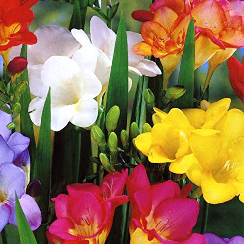 Portal Cool 25 singole Fresia Bulbi colori misti profumata Ideale Per Rockery & Pentole perenni