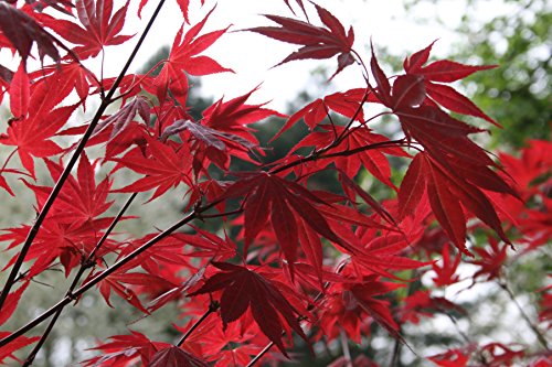 Semillas de Arce Japones (Acer Palmatum) (20)