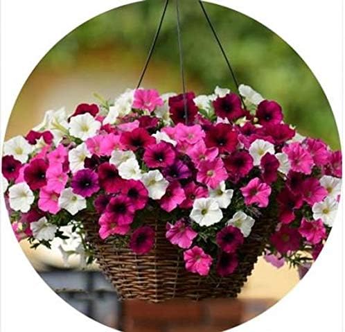 Lekofo Seed House - 200 Pcs Hanging Petunia Flower Seeds Mixed Colors Flower Perennial Bonsai Petunia Seeds Perennial Hardy Shine Your Garden