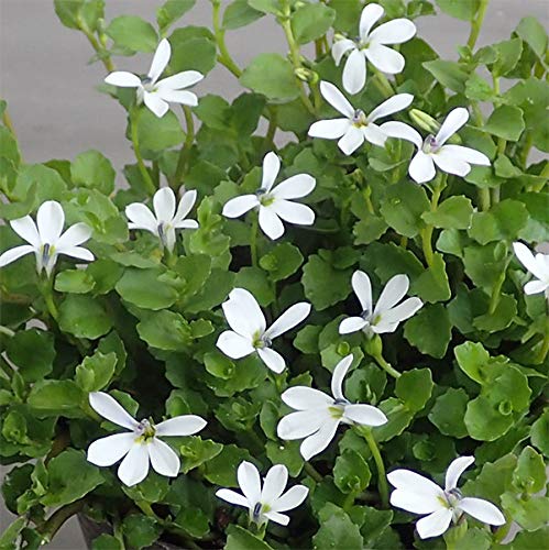 プラティア アングラータ（エクボソウ）3号ポット 6株セット[小さな星型の白い花が可愛い][花苗]