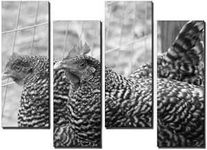 Black and White Canvas Wall Art for Living room Barred Plymouth Rock Chickens 4 Panels Decor Framed Ready to Hang for Home Bathroom Kitchen Office Decoration