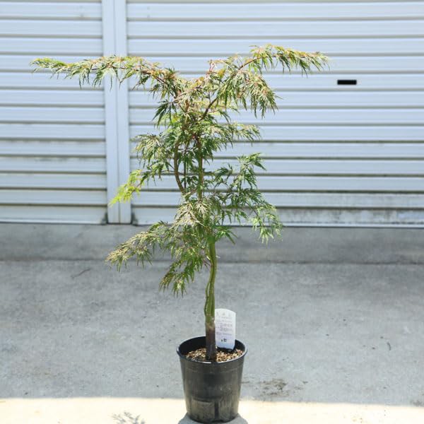 Amazon.co.jp: 庭木・植木：モミジの木 紅枝垂れモミジ* 紅