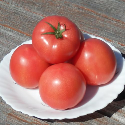 しらおか味彩センター 甘熟トマト 『白岡の太陽』 約2kg [11246-0125] 埼玉県 白岡市産 (2kg)