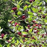Sweet Shrub Bush Live Plant, Carolina Allspice, Well-Rooted 6-12" Potted in 4" Pot, Cold-Hardy Sweet Shrub for Home Gardens