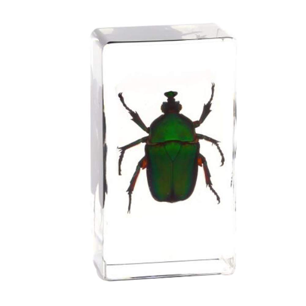 Cherish XT Real Insect Scarab Specimen Resin Paperweight Cockchafer Dung Beetles Specimen for Science Education (Catharsius Molossus)