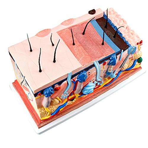 Modèle de bloc de peau d'anatomie humaine 70 fois pour illustrer les cours de SVT