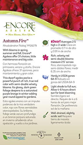 Encore Azalea Autumn Fire (2 Gallon) Red Double Blooms Flowering Dwarf Evergreen Shrub - Full Sun Live Outdoor #TOP6