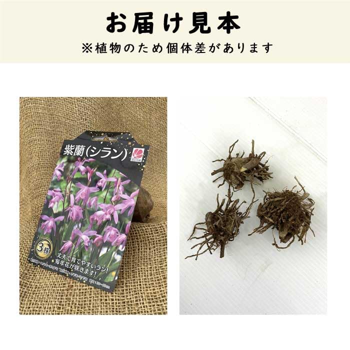 Amazon.co.jp: 【 紫蘭 シラン 】 球根 3株 紫蘭 シラン 紫 山野草