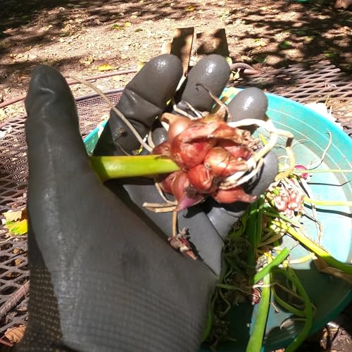 Egyptian Walking Onion Bulbs: Heirloom Perennial Tree Onion Topset Onions - Organic, Easy for Growing (10 Bulbs)