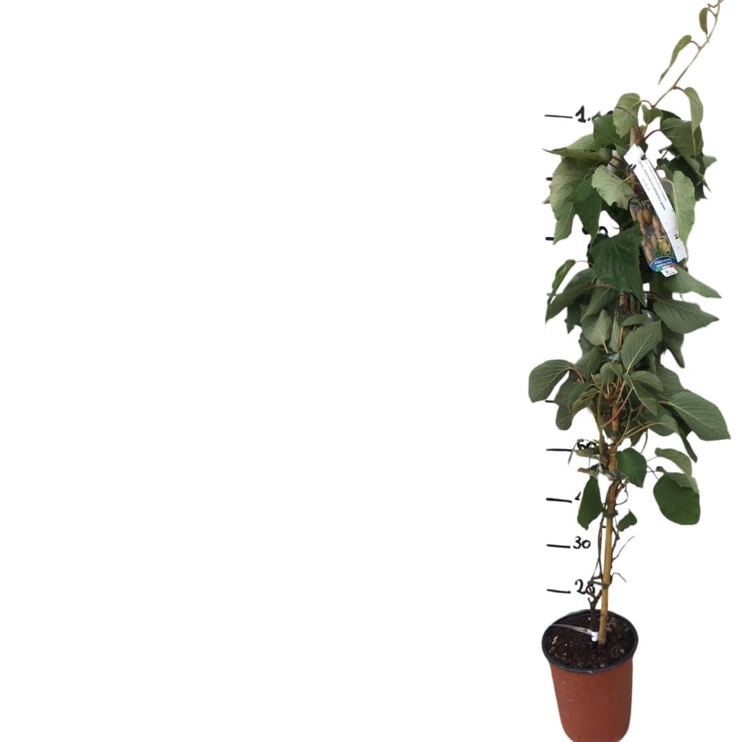 Vivaio Garden Forest Pianta di Kiwi Actinidia Chinensis, Pianta Autofertile, Pianta di Kiwi, Pianta reale, Pianta rampicante, Cina, Sapore dolce, Frutta ricca di Vitamina C, Vaso 18cm, H180cm