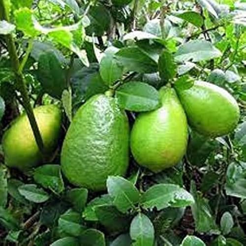 Image of All-Time12 Months Hybrid Grafted Guti Kolom Live Fruit Plant Original & Authentic Organic for Outdoor Fast-Growing Fruit Plant Home Pack Of-1 (Gandharaj Lemon Plant Pack of -2, Medium)
