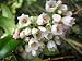 100 GARDEN HUCKLEBERRY (Ground Cherry) Solanum Melanocerasum Berry Fruit Bush Seeds