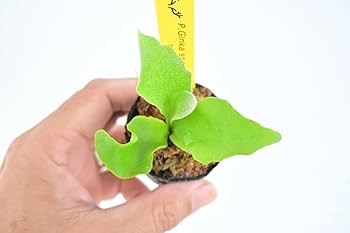 ビカクシダ p.ginka spored Amazon.co.jp: P.Ginka spored③ @bikamori.com ギンカ