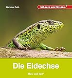 eidechsennatter  Die Eidechse: Schauen und Wissen!