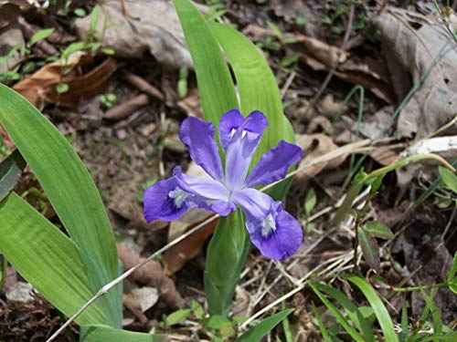 SmartMe - Wild Iris 10 Roots, Flowering, Tree, Outdoor