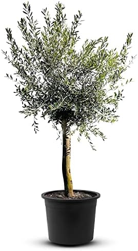 Hochstämmiger Olivenbaum - Immergrüne Topfpflanze 90cm Für Terrasse & Balkon