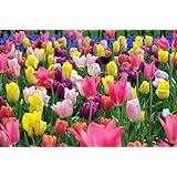 【2025年オランダ産チューリップ球根☆受付開始中】はなみどり どっさりおまかせチューリップ 球根 100球 10月上旬より出荷開始いたします