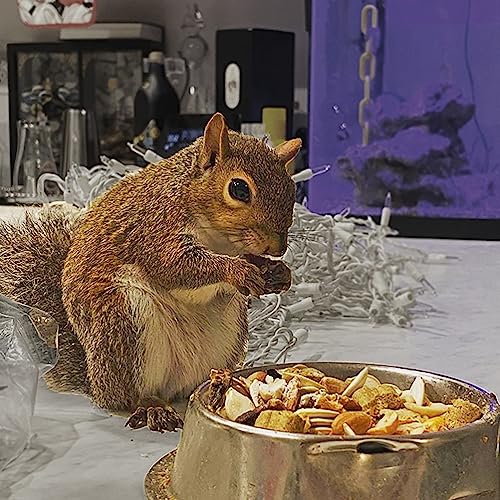 image for Exotic Nutrition Squirrel Food Starter Package - Includes Nutritionall