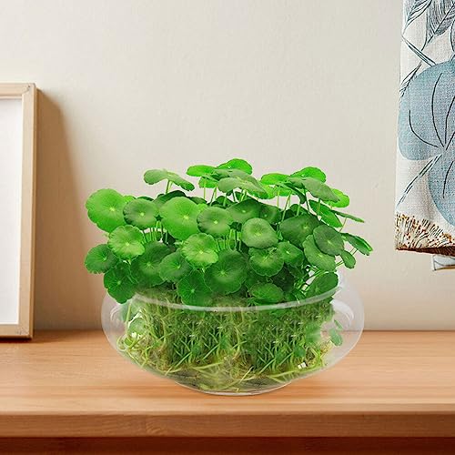 Image of BESPORTBLE Clear Fish Bowl Vase Bubble Bowl Wide Mouth Flower Vase Round Shallow Planter Terrarium Aquatic Plant Pot Daffodil Pot Hydroponic Planter Fish Tank Bowl