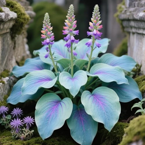 Hosta - Lampadine resistenti perenni / eccellente esposizione / varietà da esterno pronte per essere piantate in bordi e vasi-C-6 bulbi