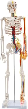 Human Skeleton Model, 34 Human Skeleton Model Standing Style Half Life Size Human Skeleton Models with Neurovascular Durable Design Perfect for Students and Teachers
