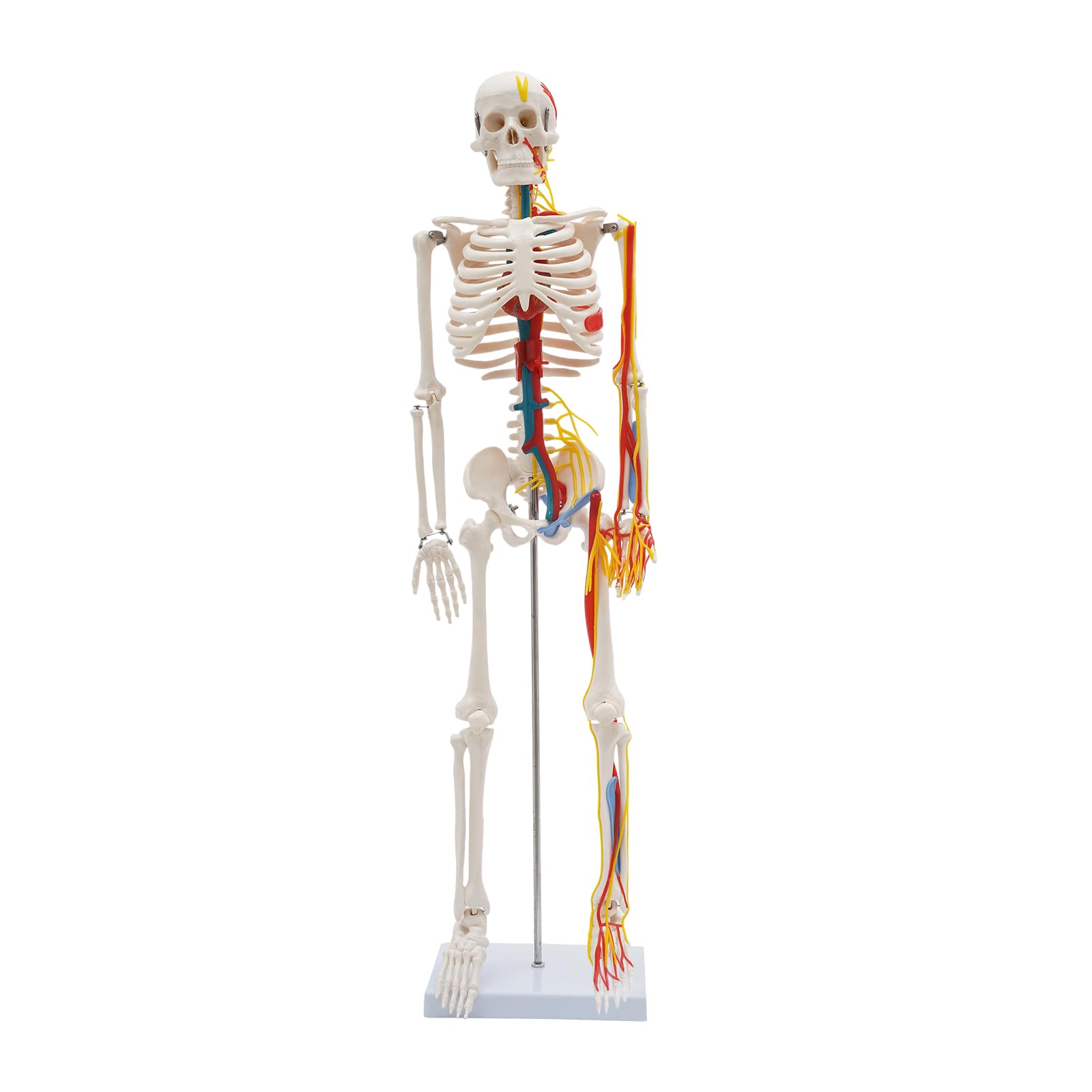 Modello scheletro anatomico, 85 cm, modello in PVC a grandezza naturale, per l'istruzione | Modello scheletro umano, materiale PVC di alta qualità, bianco, autoportante, maglie rimovibili, per lezioni e studi