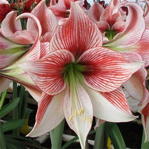 Bmarilis bulbos rayas,bulbos de amarilis increibles,Plantas perennes, decoración de interiores, decoración de jardines, fáciles de plantar.-1bulbo-B