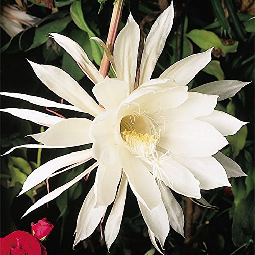 NooElec Seeds India E Garden Hybrid All Season Flower Seeds For Home Garden - 30 Seeds Eco Pack (Anguligar Flower Seeds) (B09Q33TDTH) Amazon Price History, Amazon Price Tracker