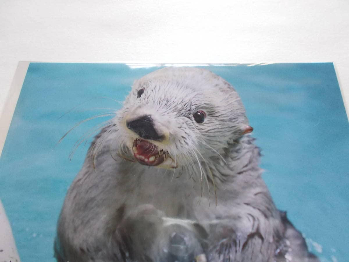 Amazon | 折れ防止に箱で梱包 鳥羽水族館 館内限定 かわいい