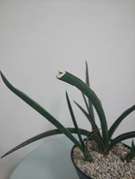 サンスベリア ミッドナイトファウンテン　ホワイトバリエガータ サンスベリア ミッドナイトファウンテン ホワイトバリエガータ