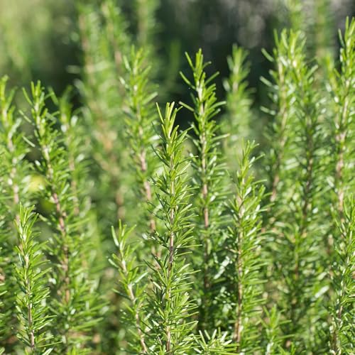 Clovers Garden Barbeque Rosemary Herb Plants- Two (2) Live Plants – Non-GMO - Not Seeds – Each 4'-8' Tall in 4 Inch Pots - Strong Stems, Dries Well